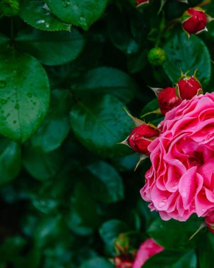 Yakın çekim bulanık koyu yeşil üzerinde yağmur damlaları ile yarım pembe kırmızı gül yaprakları