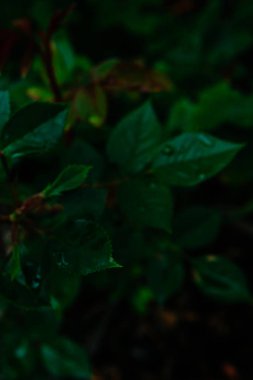 Arka plan doku bulanık koyu yeşil yaprakları