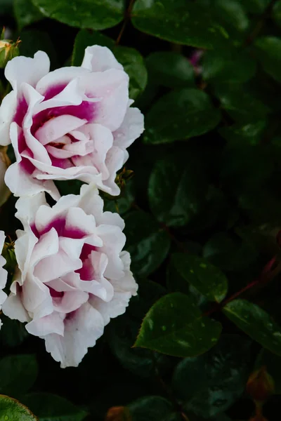 Primer Plano Rosas Rosadas Blancas Con Gotas Lluvia Sobre Hojas —  Fotos de Stock