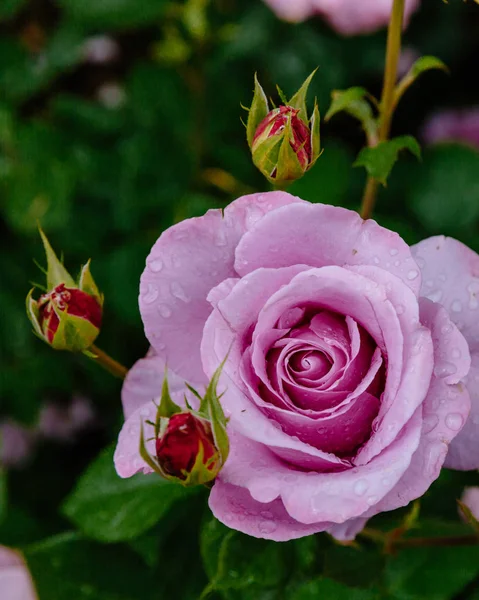 Primer Plano Rosas Púrpuras Claras Con Gotas Lluvia Sobre Hojas — Foto de Stock