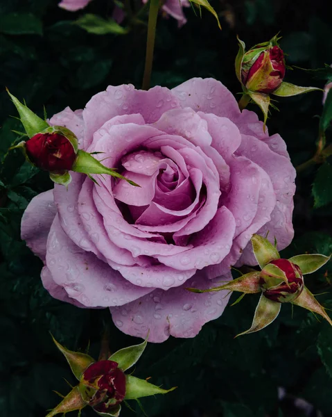 Close Light Purple Roses Rain Drops Blurred Dark Green Leaves — Stock Photo, Image