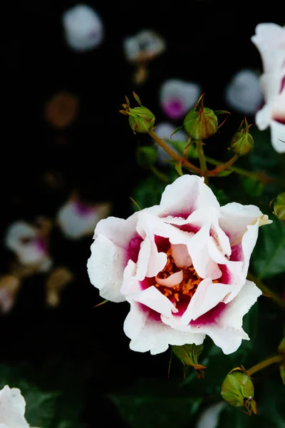 Close White Pink Roses Rain Drops Blurred Dark Background — Stock Photo, Image