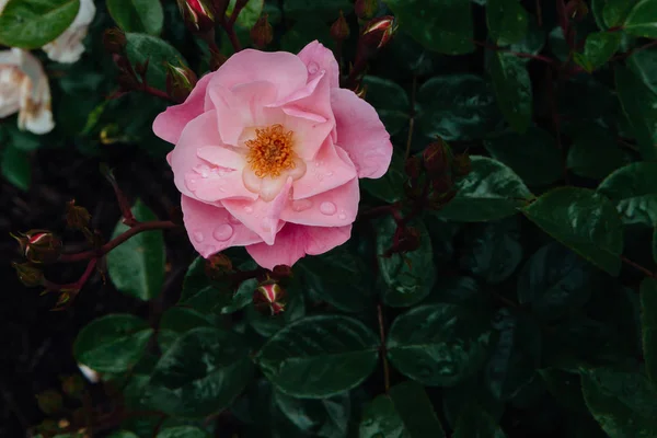 Close Pink Rose Rain Drops Blurred Dark Green Leaves — Stock Photo, Image