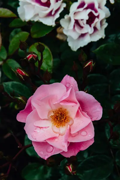 Primer Plano Rosas Rosadas Blancas Con Gotas Lluvia Sobre Hojas —  Fotos de Stock