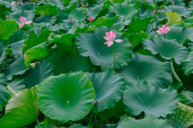 Lotus çiçek ve yaprakları Hangzhou, Çin Batı Gölü otellerini göster