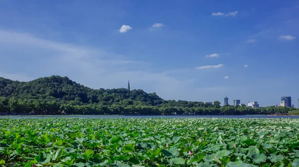 蓮の葉と保俶塔 中国杭州で Baoshi の丘の上に西の湖の風景の眺め — ストック写真