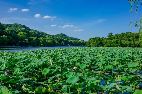 Batı Gölü'nün yatay, lotus yaprakları ve Baochu Pagoda Baoshi Hill, Hangzhou, Çin için üstüne görünümünü