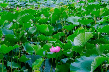Lotus çiçek ve yaprakları yeşil göl Park şehir Kunming, Çin