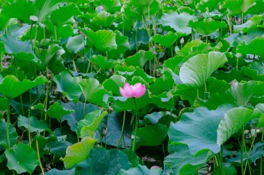 Lotus çiçek ve yaprakları yeşil göl Park şehir Kunming, Çin