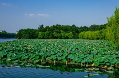 Görünüm Lotus çiçek ve Batı hills, Hangzhou, Çin çevrili Gölü üzerinde bırakır