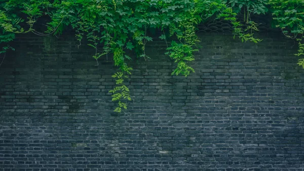 View of black brick wall with green plants, in the old town of Wuzhen, Zhejiang, China