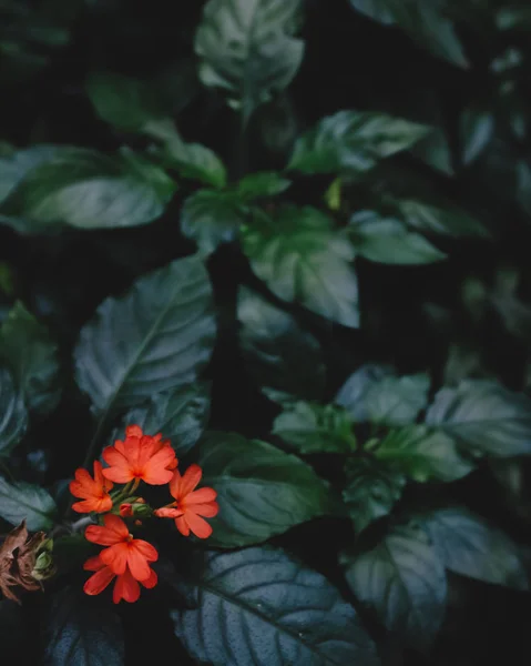 Orange flowers over dark green leaves — Stock Photo, Image