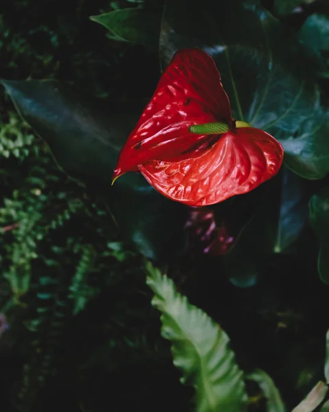 Červenožlutá květina nad tmavě zelenými listy — Stock fotografie