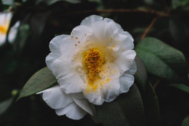 Koyu yeşil yaprakları üzerinde beyaz Camellia çiçek