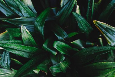 Yeşil yaprakların dokusu