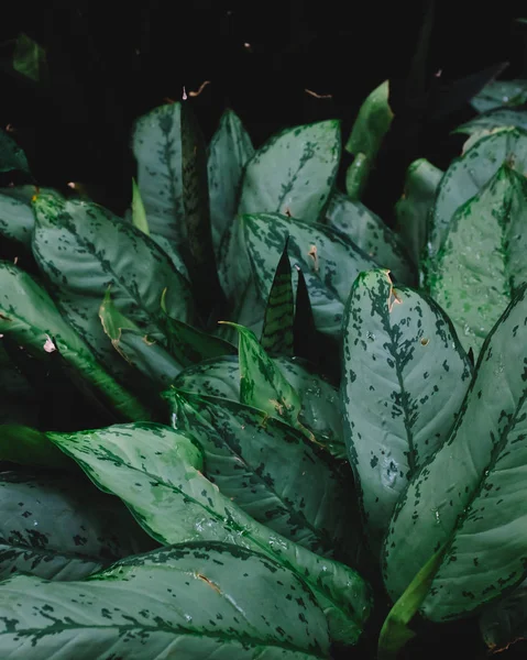 Yeşil yaprakların dokusu