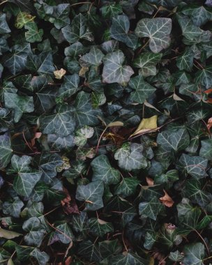 Yeşil yaprakların dokusu