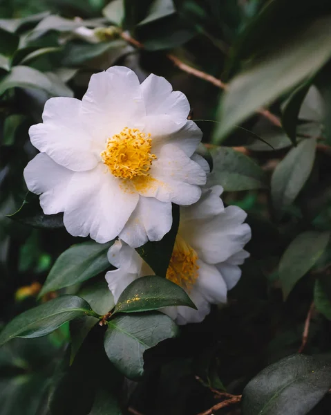 White camellia flowers over dark green leaves — Stock Photo, Image