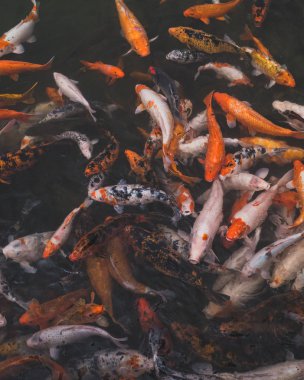 Koi sazan balık yüzme