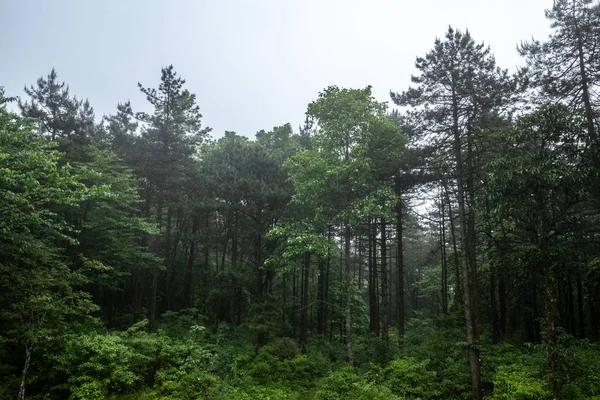 Les na hoře Mingyue, Jiangxi, Čína — Stock fotografie