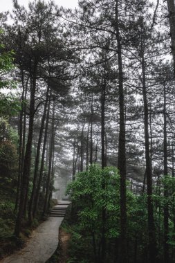 Mingyue Dağı'ndaki orman yolu, Jiangxi, Çin