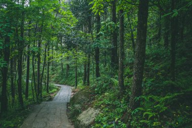 Mingyue Dağı'ndaki orman yolu, Jiangxi, Çin