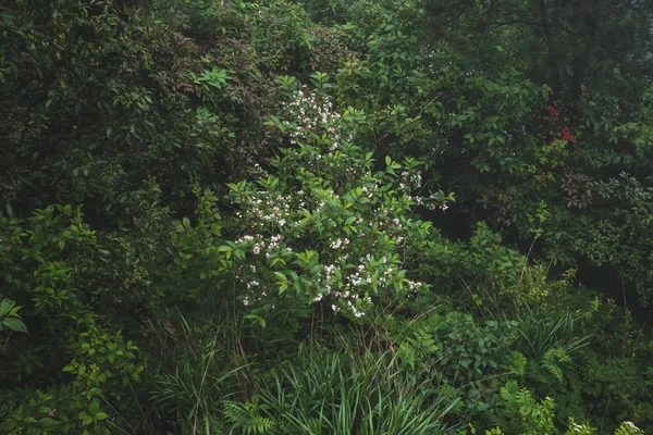 Rostliny a květiny na hoře Mingyue, Jiangxi, Čína — Stock fotografie