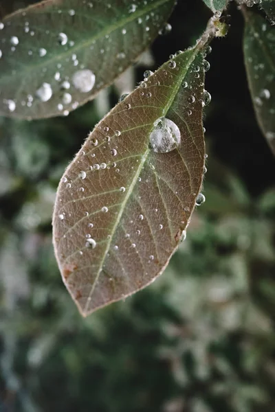 落叶水滴的特写 — 图库照片