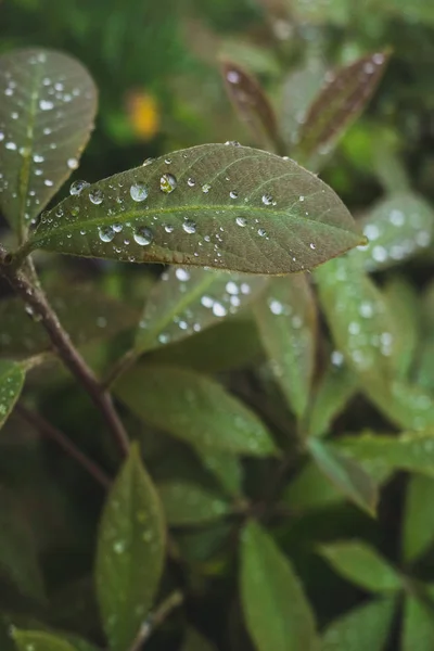 Close-up of water drops on leaves