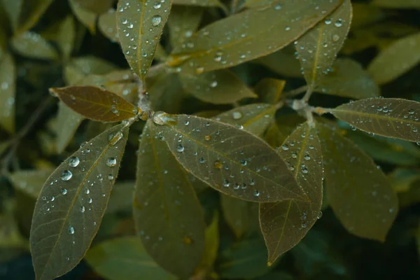 Close-up of water drops on leaves