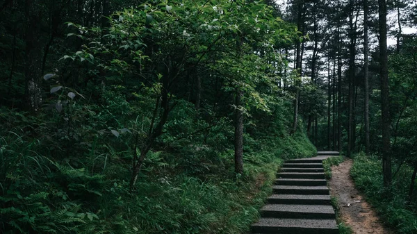 Camino en el bosque en la montaña Mingyue, Jiangxi, China — Foto de Stock