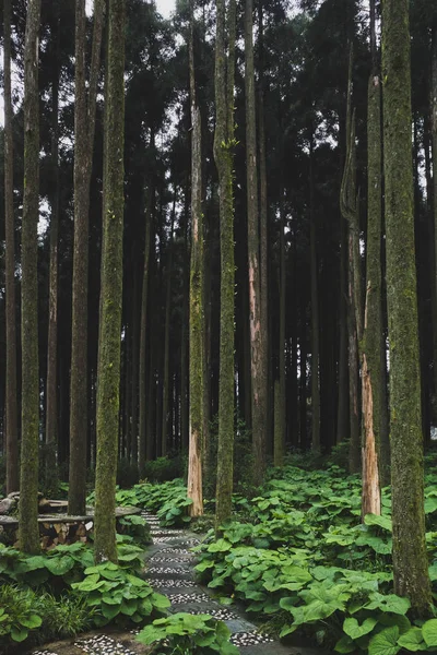 Cesta na horu Mingyue, Jiangxi, Čína — Stock fotografie