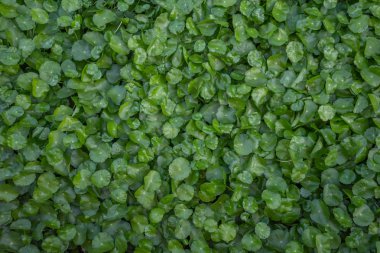 Su bitkilerinin arka plan dokusu