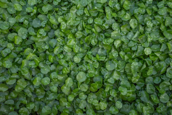 Su bitkilerinin arka plan dokusu