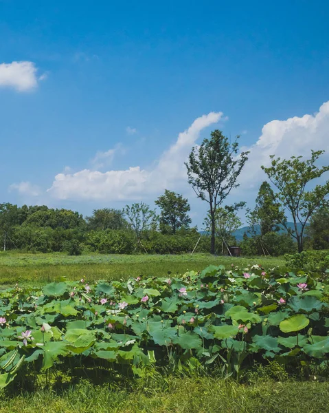 Landschaft bei archäologischen Ruinen der Stadt Liangzhu, Hangzhou, c — Stockfoto