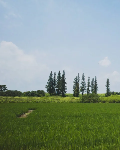 Landscape at Archaeological Ruins of Liangzhu City,  Hangzhou, C — Stock Photo, Image