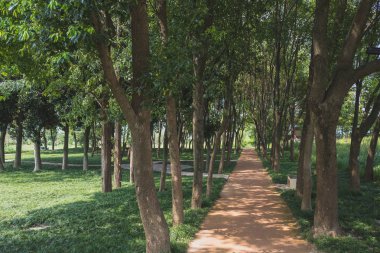 Liangzhu Şehrinin Arkeolojik Kalıntıları'nda Ormanlar