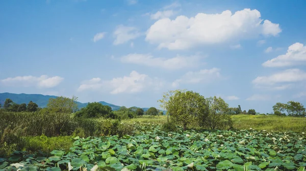 Landschaft bei archäologischen Ruinen der Stadt Liangzhu, Hangzhou, c — Stockfoto