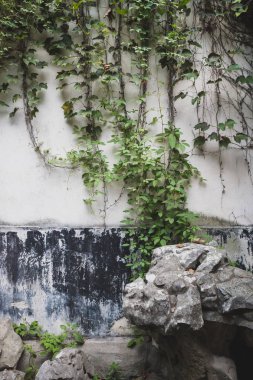 Tongli, Çin eski kasabasında sarmaşıklar ile Kayalar ve duvar