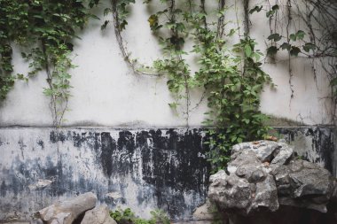 Tongli, Çin eski kasabasında sarmaşıklar ile Kayalar ve duvar