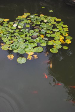 Tongli, Jiangsu, Çin eski kasabasında Gengle Hall Pond