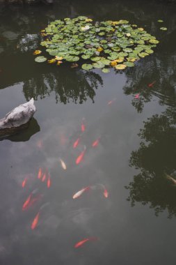 Tongli, Jiangsu, Çin eski kasabasında Gengle Hall Pond