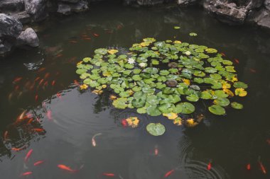 Tongli, Jiangsu, Çin eski kasabasında Gengle Hall Pond