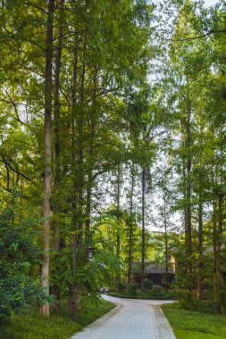 Hangzhou Botanik Bahçesi yakınlarındaki ormana giden yol Zhejiang, Çin