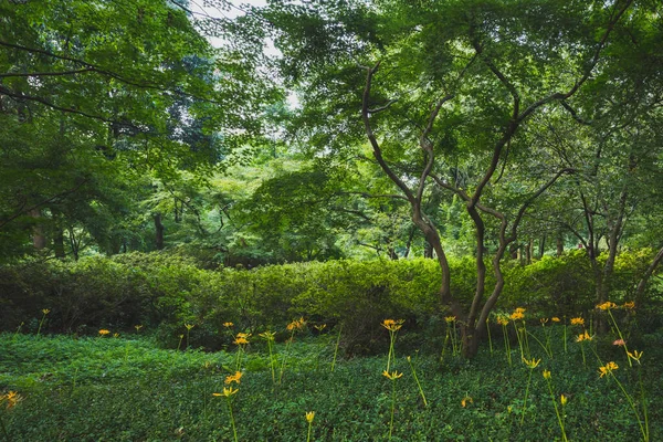 Krajina Lesa Teplém Slunečním Světle Blízkosti Hangzhou Botanická Zahrada Hangzhou — Stock fotografie