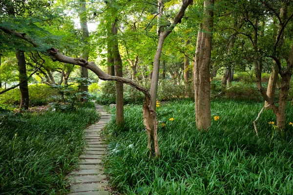 Stezka Lese Hangzhou Botanická Zahrada Hangzhou Zhejiang Čína — Stock fotografie