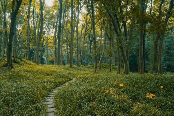 Stezka Lese Hangzhou Botanická Zahrada Hangzhou Zhejiang Čína — Stock fotografie