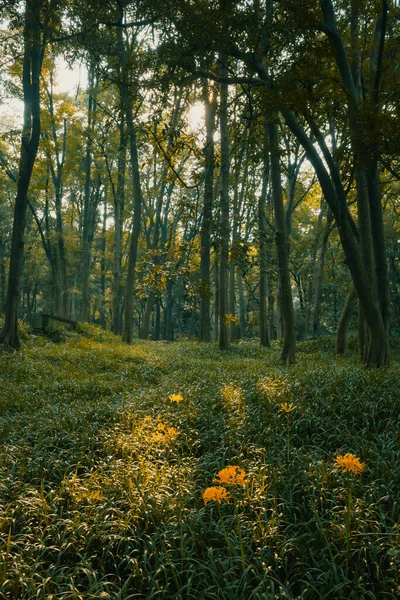 Krajina Lesa Teplém Slunečním Světle Blízkosti Hangzhou Botanická Zahrada Hangzhou — Stock fotografie