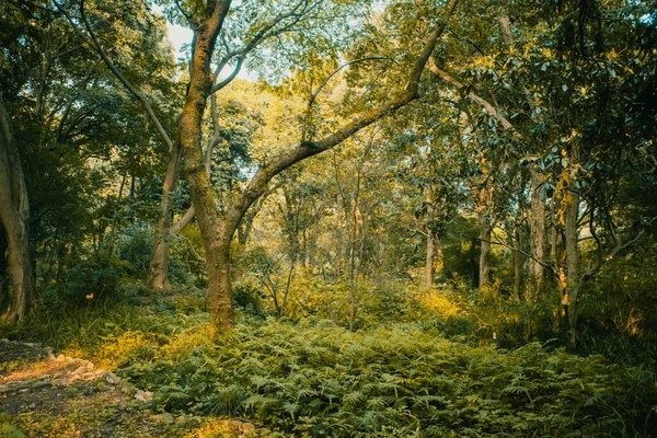 Krajina Lesa Teplém Slunečním Světle Blízkosti Hangzhou Botanická Zahrada Hangzhou — Stock fotografie