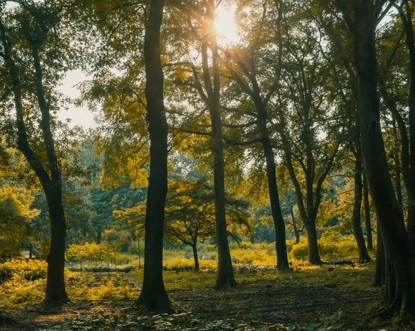 Krajina Lesa Teplém Slunečním Světle Blízkosti Hangzhou Botanická Zahrada Hangzhou — Stock fotografie